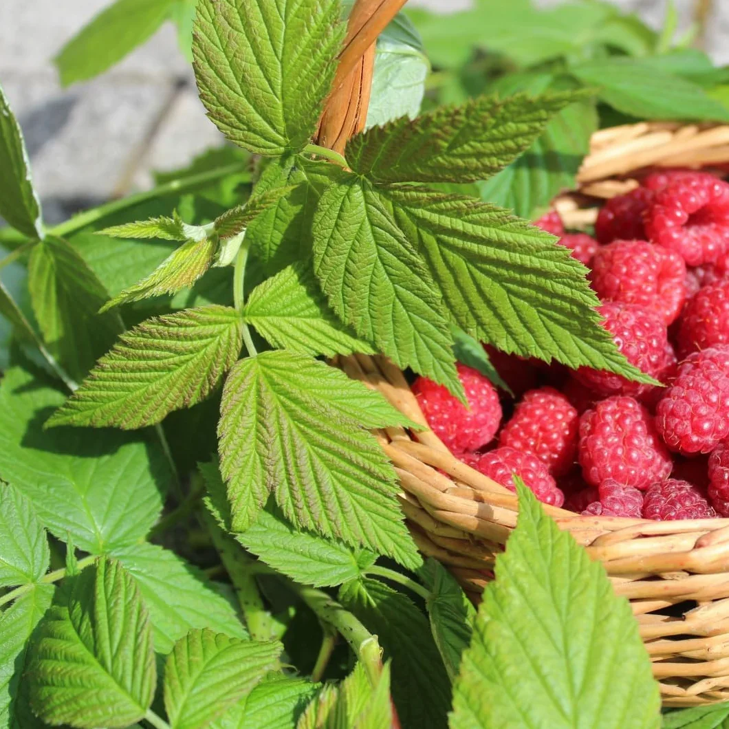 Alpi Nature Ekologiczna Herbata z Liści Maliny 100g, Suszone Cięte Liście Maliny, Herbata Liściasta
