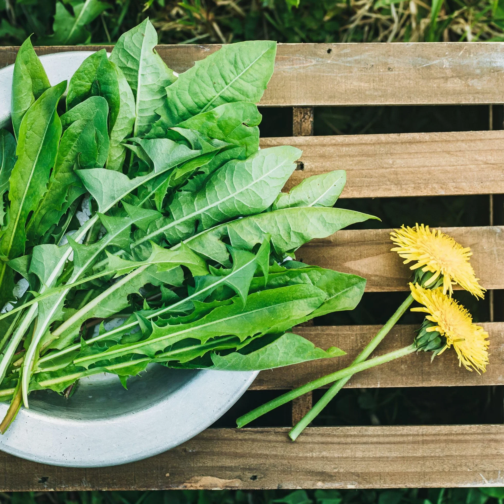 IDDA Herbal Herbata z Mniszka Lekarskiego 250g, Suszone i Cięte Liście Mniszka, Herbata Liściasta